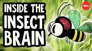 Why the insect brain is so incredible - Anna Stöckl