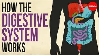 How your digestive system works - Emma Bryce