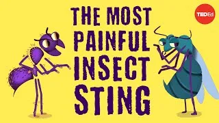 The world’s most painful insect sting - Justin Schmidt