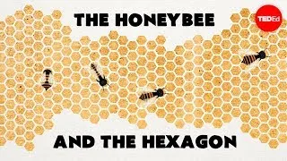 Why do honeybees love hexagons? - Zack Patterson and Andy Peterson
