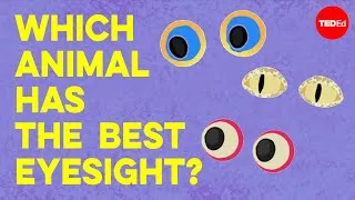 Which animal has the best eyesight? - Thomas W. Cronin