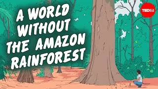 What would happen if the Amazon Rainforest disappeared? - Anna Rothschild