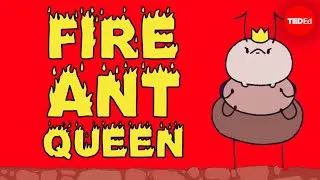 Mating frenzies, sperm hoards, and brood raids: The life of a fire ant queen - Walter R. Tschinkel