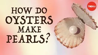 How do oysters make pearls? - Rob Ulrich
