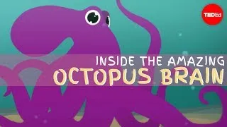 Why the octopus brain is so extraordinary - Cláudio L. Guerra