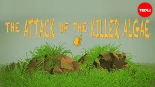 Attack of the killer algae - Eric Noel Muñoz