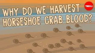 Why do we harvest horseshoe crab blood? - Elizabeth Cox