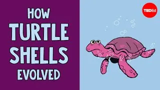 How turtle shells evolved... twice - Judy Cebra Thomas