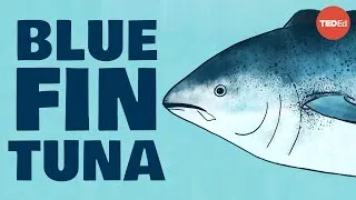 Meet the bluefin tuna, the toughest fish in the sea - Grantly Galland and Raiana McKinney