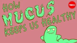 How mucus keeps us healthy - Katharina Ribbeck