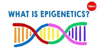 What is epigenetics? - Carlos Guerrero-Bosagna