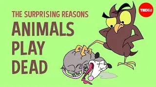The surprising reasons animals play dead - Tierney Thys