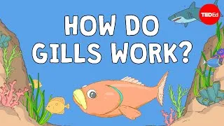 Why fish are better at breathing than you are - Dan Kwartler
