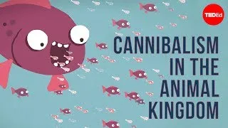 Cannibalism in the animal kingdom - Bill Schutt