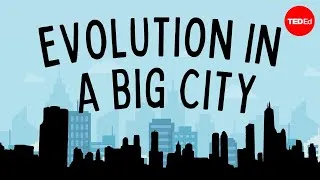 Evolution in a Big City