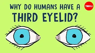 Why do humans have a third eyelid? - Dorsa Amir
