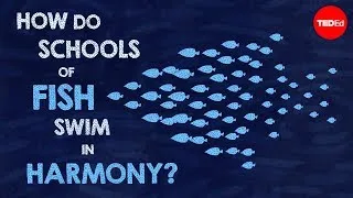 How do schools of fish swim in harmony? - Nathan S. Jacobs