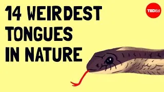 The weirdest (and coolest) tongues in the animal kingdom - Cella Wright