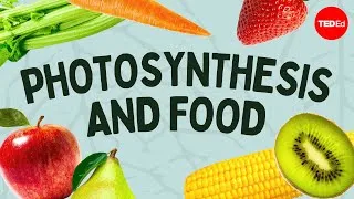 The simple story of photosynthesis and food - Amanda Ooten