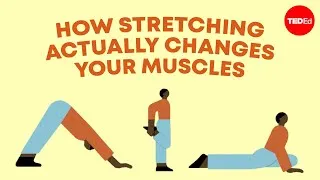 How stretching actually changes your muscles - Malachy McHugh