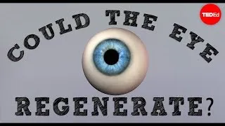 Could a blind eye regenerate? - David Davila