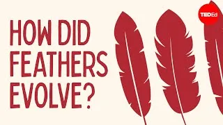 How did feathers evolve? - Carl Zimmer