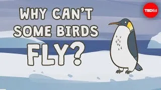 Why can't some birds fly? -  Gillian Gibb