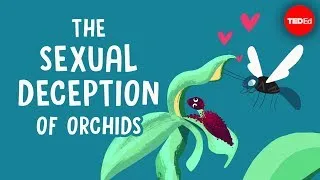 The sexual deception of orchids - Anne Gaskett