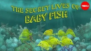 The secret lives of baby fish - Amy McDermott