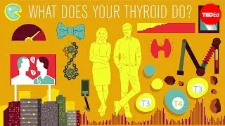 How does the thyroid manage your metabolism? - Emma Bryce