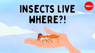 Are there any places on Earth with no bugs? - Charles Wallace