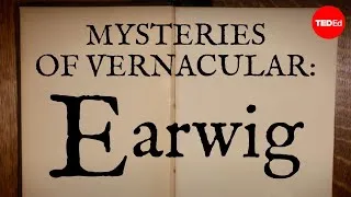 Mysteries of vernacular: Earwig - Jessica Oreck and Rachael Teel