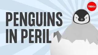 The popularity, plight and poop of penguins - Dyan deNapoli