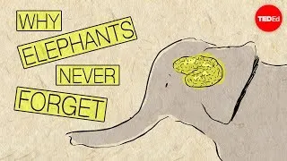 Why elephants never forget - Alex Gendler