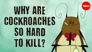 Why are cockroaches so hard to kill? - Ameya Gondhalekar