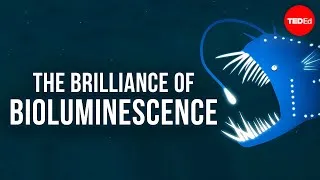 The brilliance of bioluminescence - Leslie Kenna