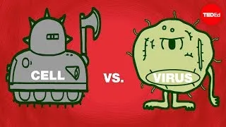 Cell vs. virus: A battle for health - Shannon Stiles