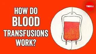 How do blood transfusions work? - Bill Schutt