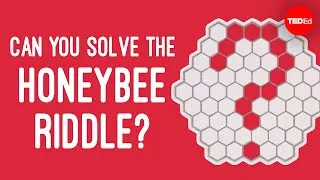 Can you solve the honeybee riddle? - Dan Finkel