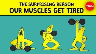 The surprising reason our muscles get tired - Christian Moro