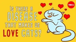 Is there a disease that makes us love cats? - Jaap de Roode