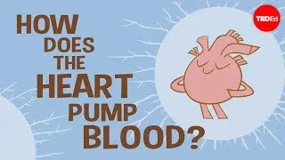 How the heart actually pumps blood - Edmond Hui