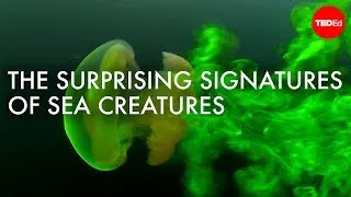 The surprising (and invisible) signatures of sea creatures - Kakani Katija