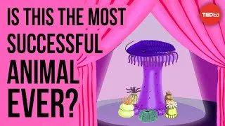 Is this the most successful animal ever? - Nigel Hughes