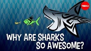 Why are sharks so awesome? - Tierney Thys