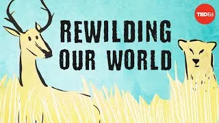 From the top of the food chain down: Rewilding our world - George Monbiot
