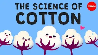 Why is cotton in everything? - Michael R. Stiff