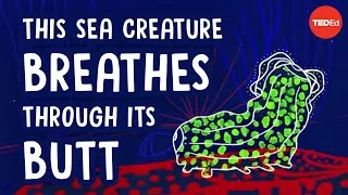 This sea creature breathes through its butt - Cella Wright