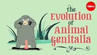 The evolution of animal genitalia - Menno Schilthuizen