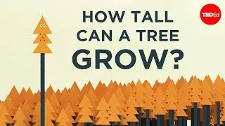 How tall can a tree grow? - Valentin Hammoudi